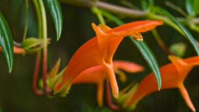 Goldfish plant: How to grow and care for Columnea plants? - plants bank