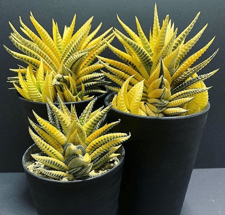 H. limifolia - plants bank