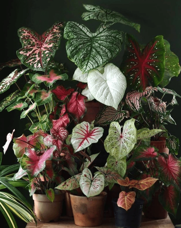 Caladium species