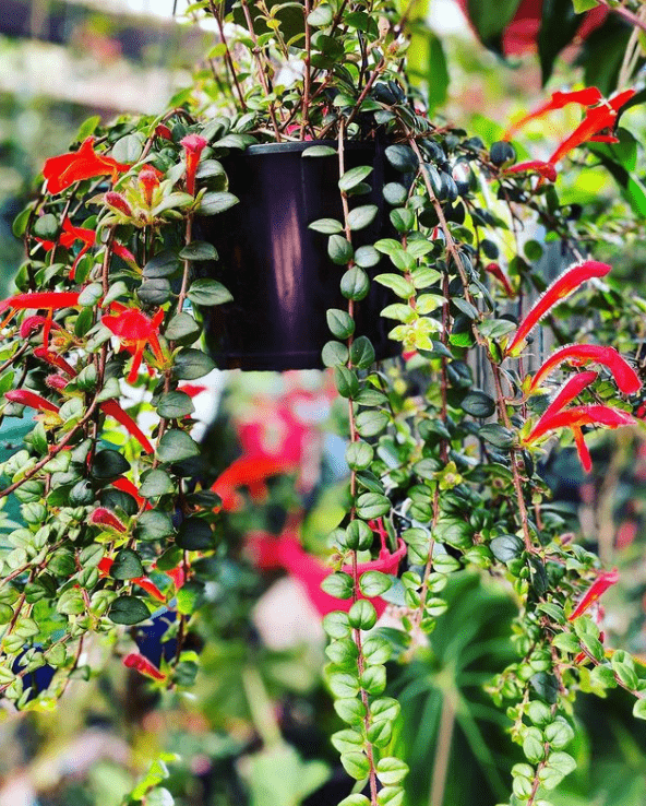 Columnea microphylla - plants bank