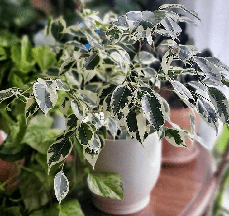 Ficus benjamina- plants bank