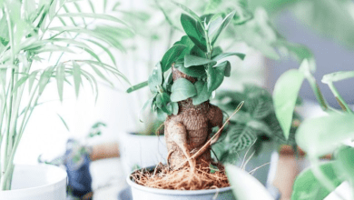 Ficus houseplant - plants bank