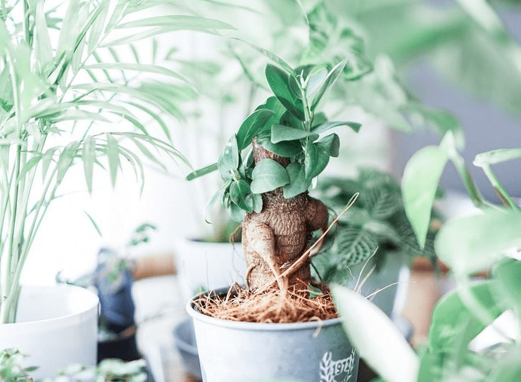 Ficus houseplant - plants bank