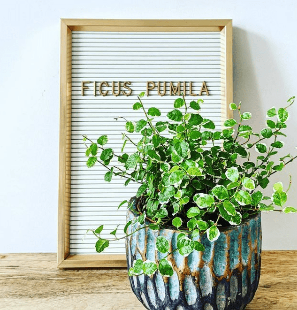 F. pumila - plants bank