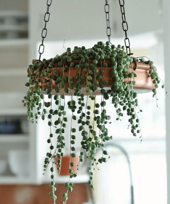 String of pearls