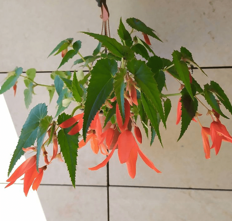 Begonia bonfire