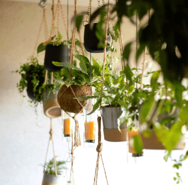 Hanging plants - plants bank