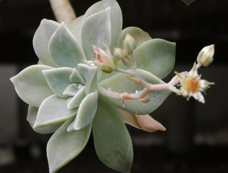 Graptopetalum paraguayense - plants bank