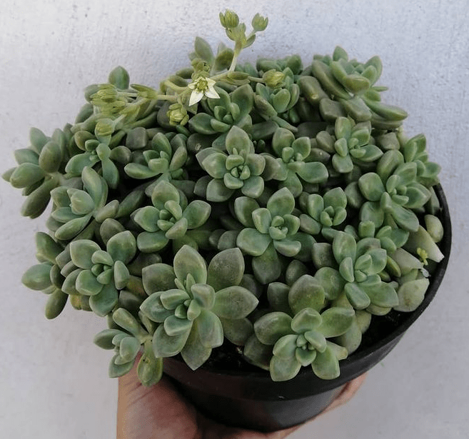 Graptopetalum mendozae - plants bank