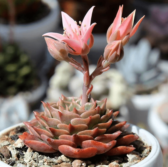 Graptopetalum Bellum - plants bank