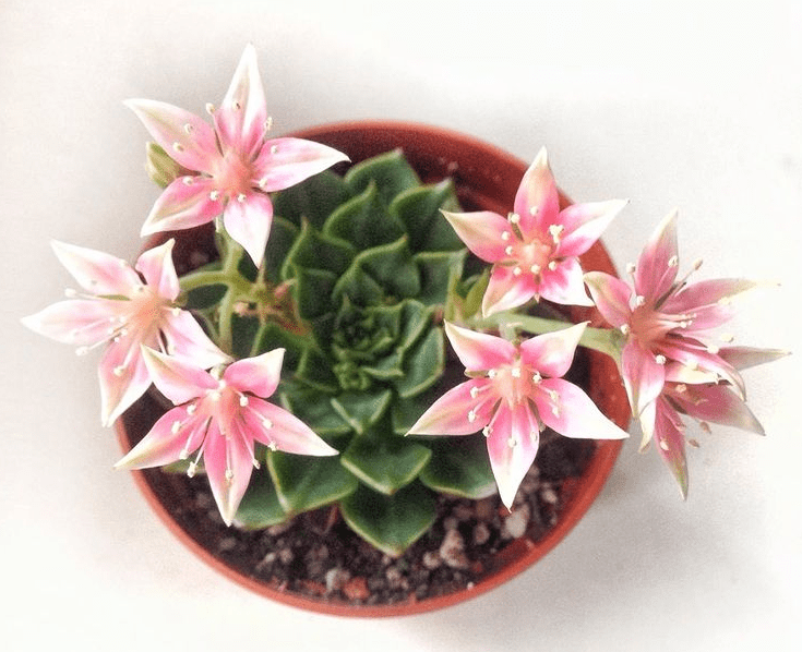 Graptopetalum - plants bank