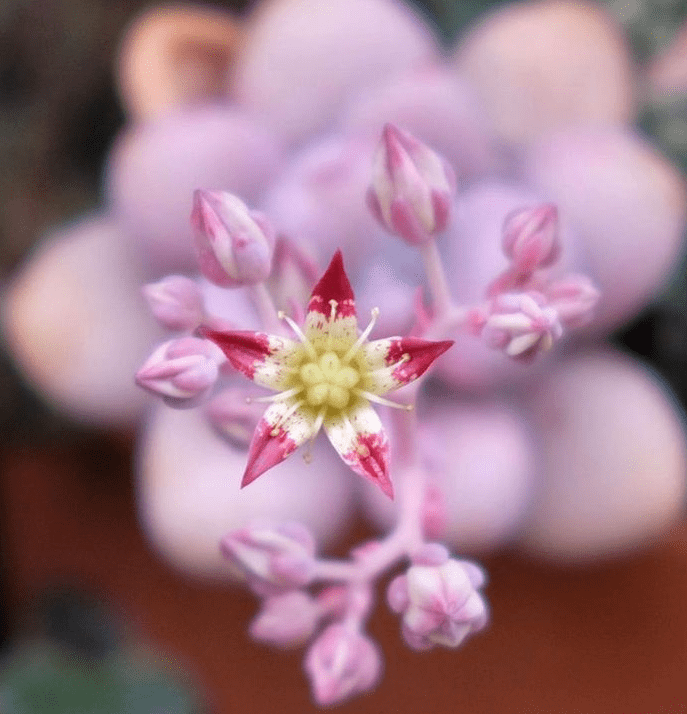 Graptopetalum - plants bank