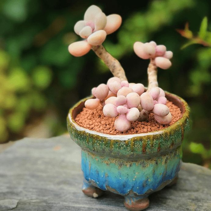 Graptopetalum amethystinum - plants bank