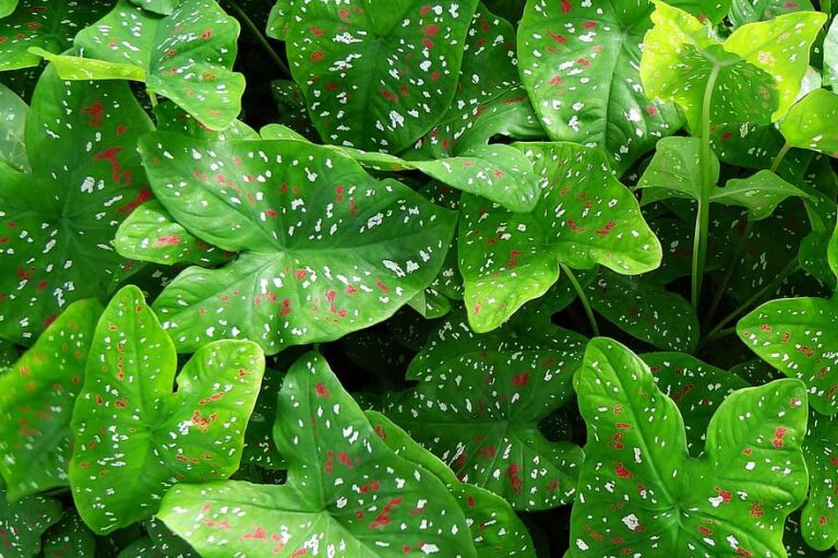 Caladium How to grow and care for Caladium plants