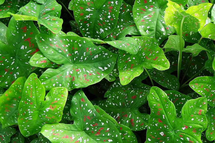 How to grow and care for Caladium plants - plants bank