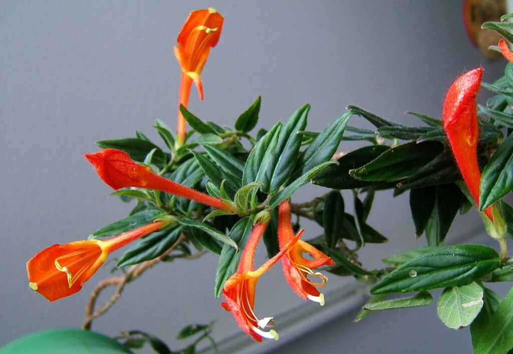 Goldfish plant: How to grow and care for Columnea plants? - plants bank