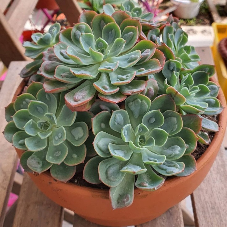 Echeveria: 21 Beautiful Type, growing and caring tips