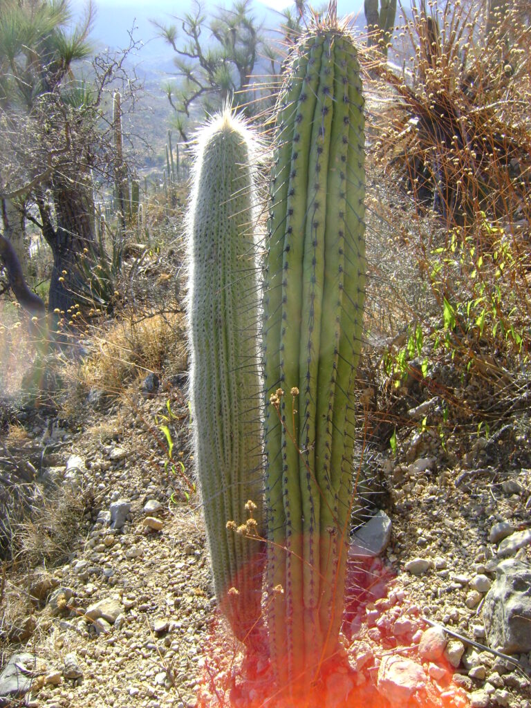 C. hoppenstedtii - plants bank