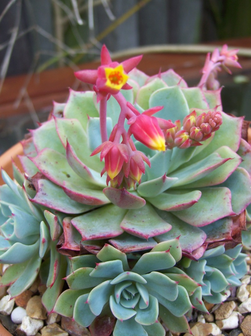 Echeveria: 21 Beautiful Type, growing and caring tips