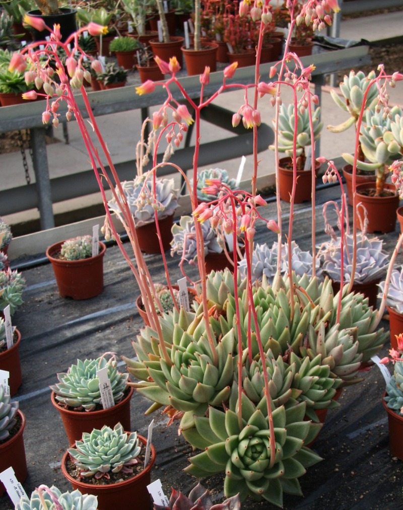 E. agavoides