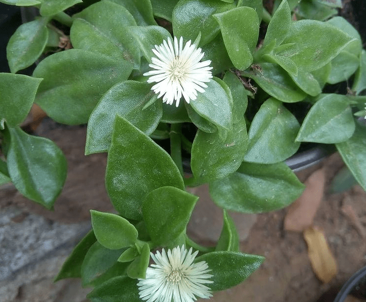 A. geniculiflora - plants bank