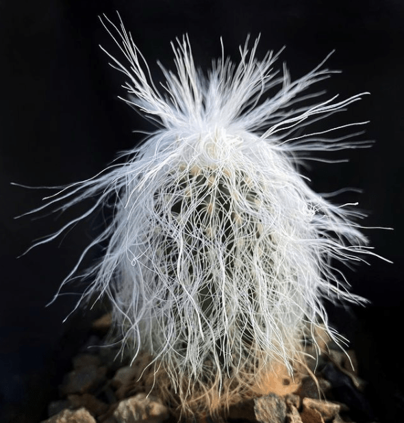 Cephalocereus - plants bank