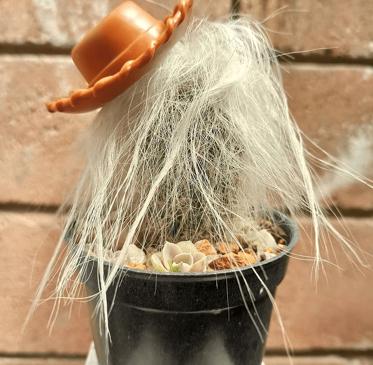 Cephalocereus senilis - plants bank