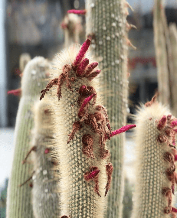 Cephalocereus - plants bank