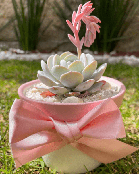 Echeveria: 21 Beautiful Type, growing and caring tips