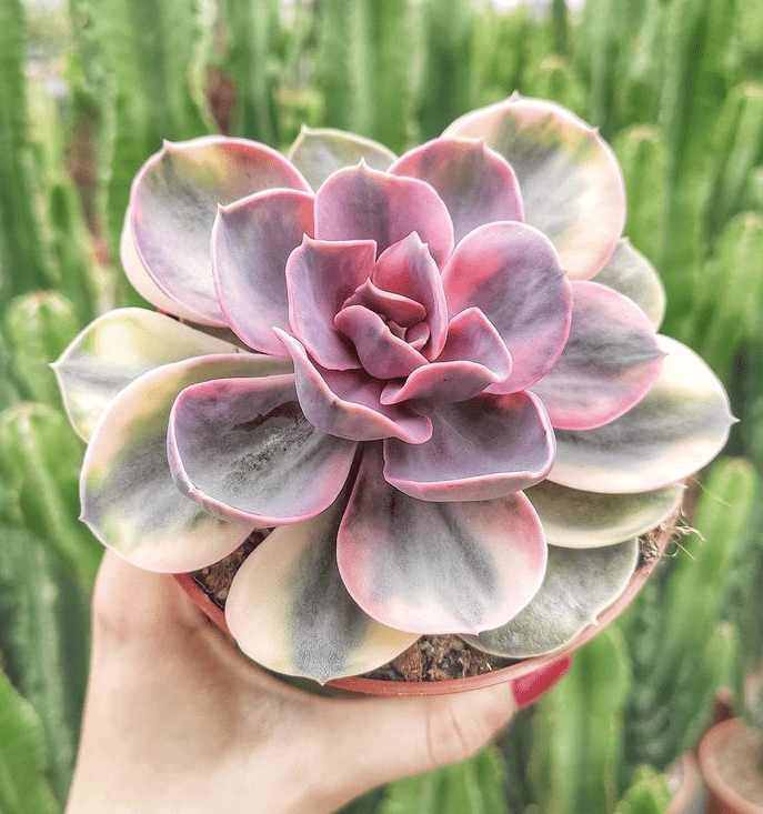 rainbow - plants bank