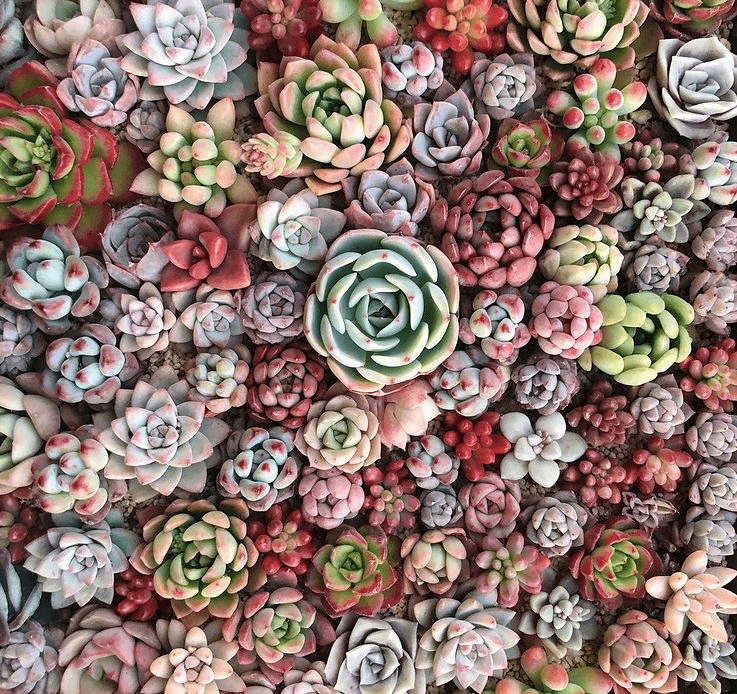 Echeveria - plants bank