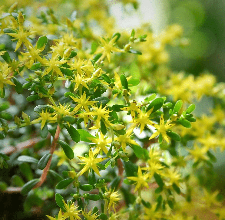 S. acre - plants bank