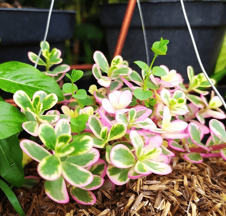 S. spurium - plants bank