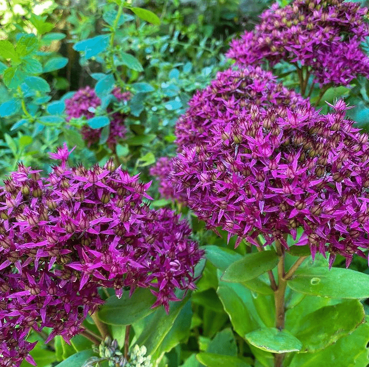 S. telephium - plants bank