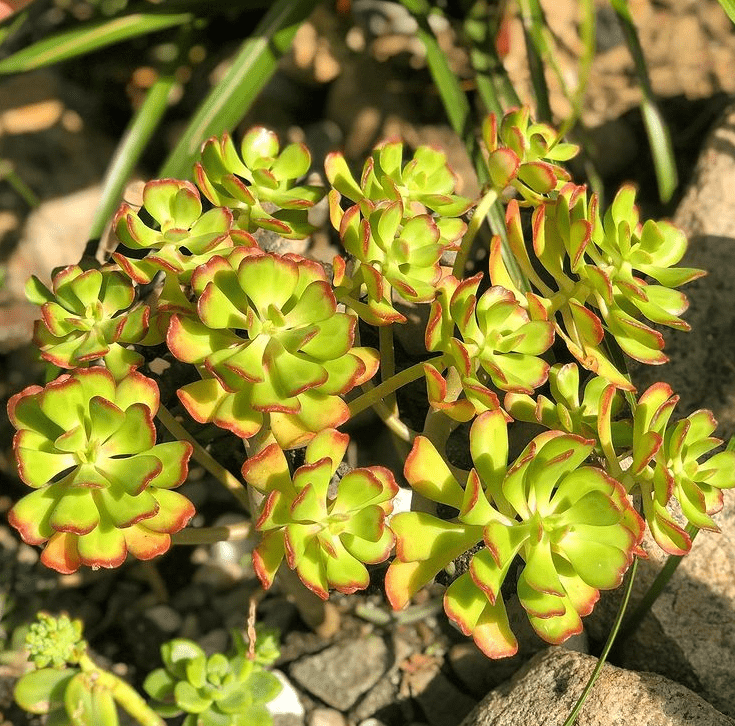 S. dendroideum - plants bank