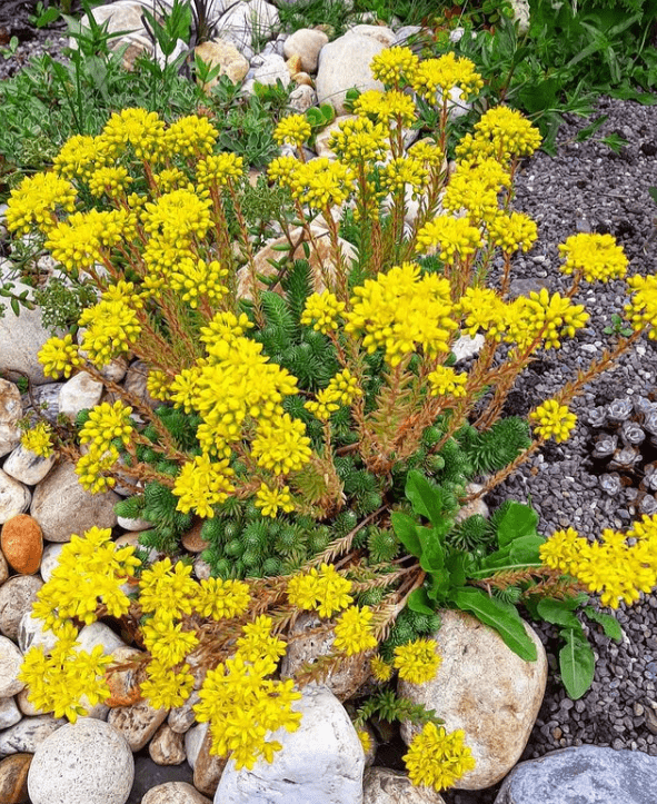 S. reflexum - plants bank