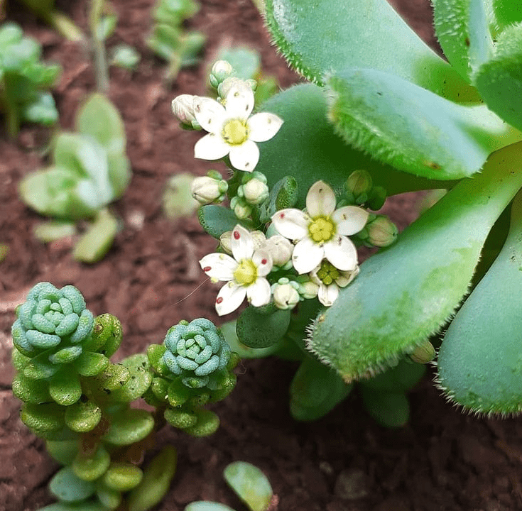 S. dasyphyllum - plants bank