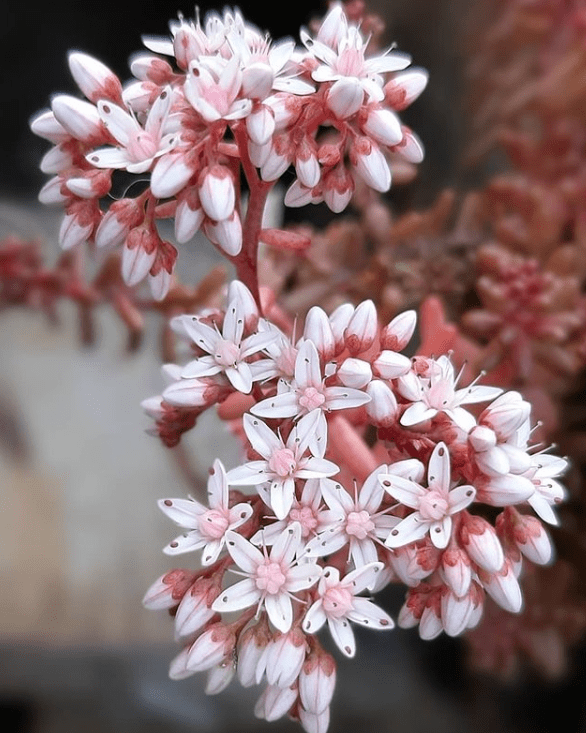 Sedum flower - plants bank