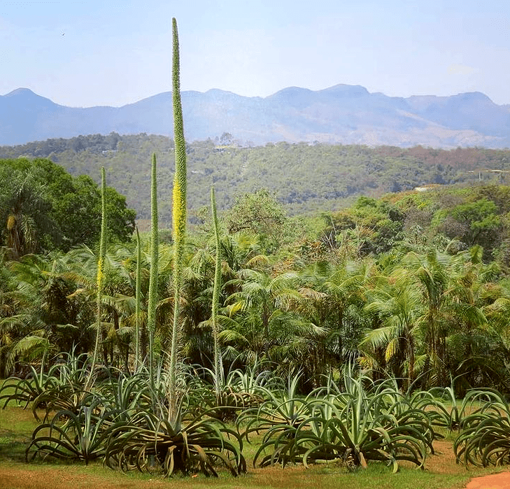 agave vilmoriniana - plants bank