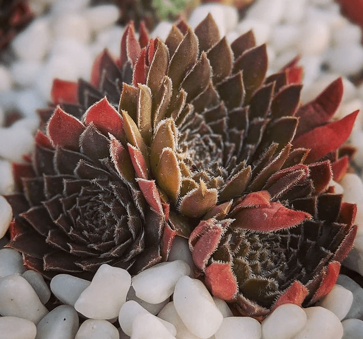 Sempervivum - plants bank