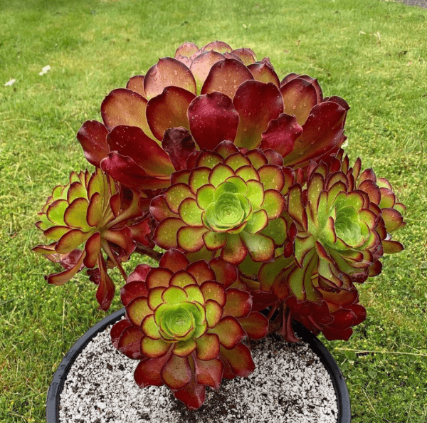 Aeonium - plants bank