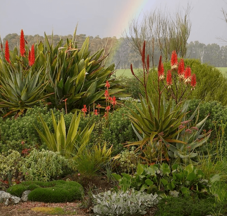 succulents - plants bank