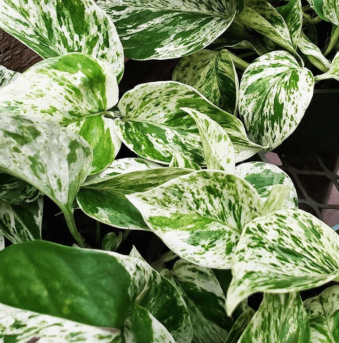 Golden Pothos - plants bank