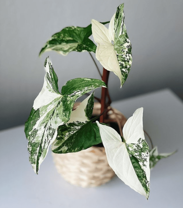 Arrowhead Plant - plants bank