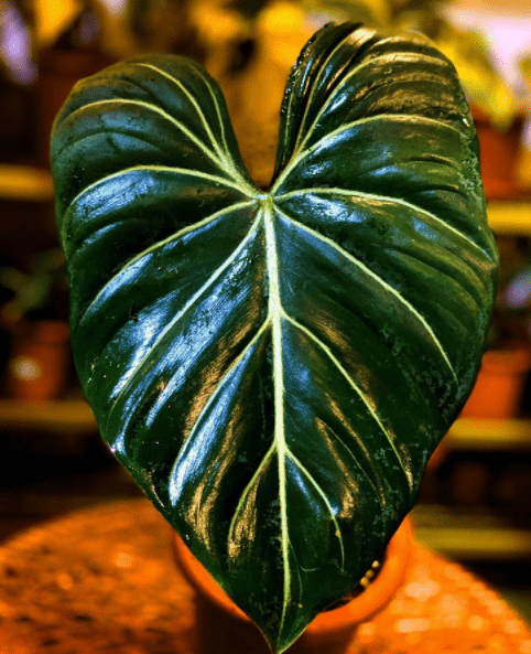 Philodendron gloriosum - plants bank