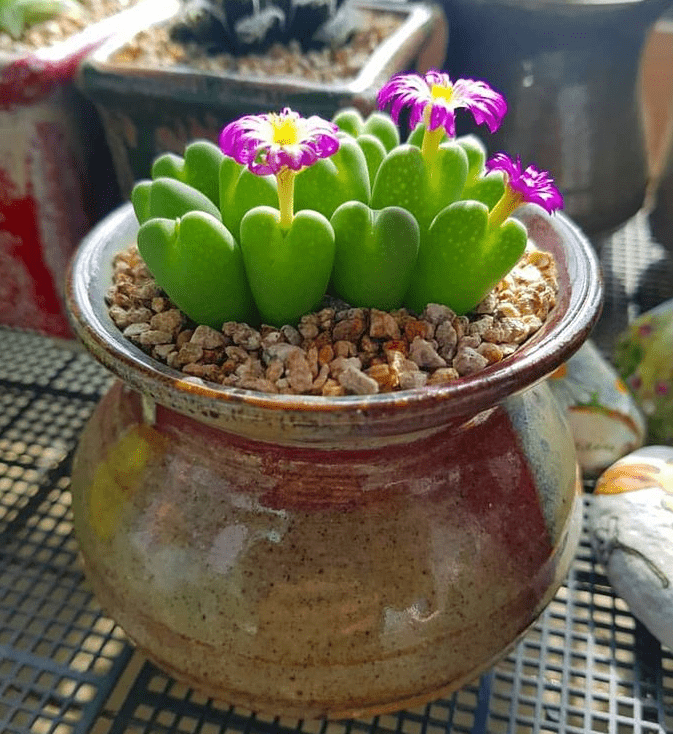 Conophytum bilobum - plants bank