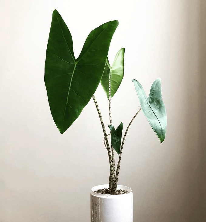 Alocasia zebrina - plants bank