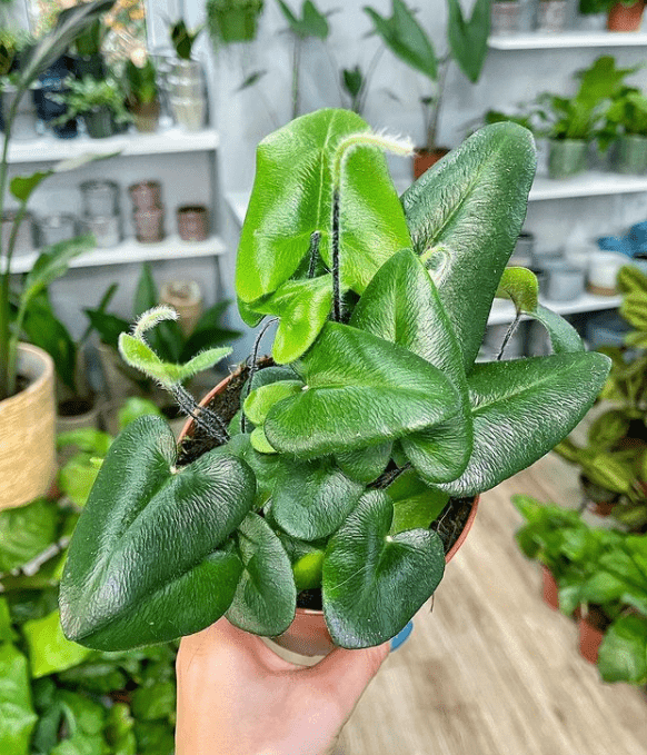 Heart Leaf Fern - plants bank