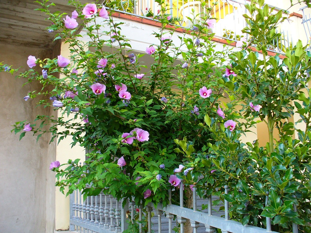 Hibiscus syriacus - plants bank