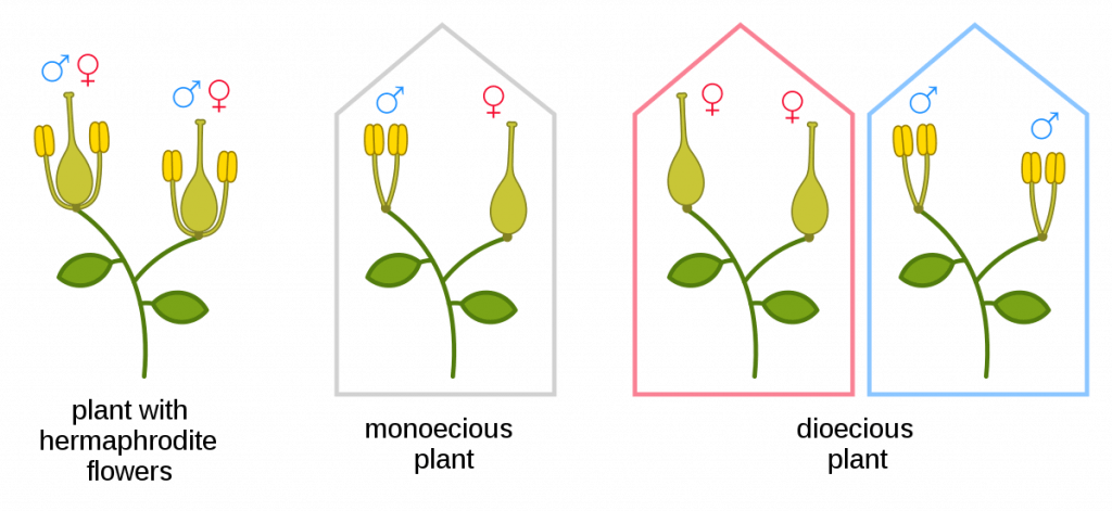 Hermaphroditic Plants Definition Characteristics And Examples Hermaphroditic Plants Definition Characteristics And Examples